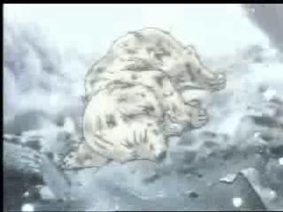 AMV Gundam Wing - Last resort Papa Roach