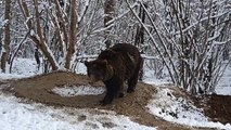 Après 20 ans passés dans un zoo cet ours garde ses habitudes