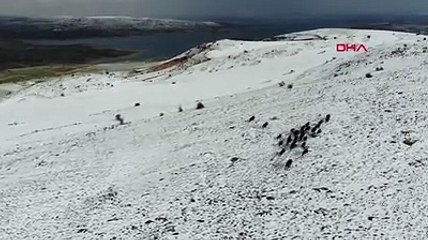 Elazığ'da yaban domuzu sürüsü, havadan görüntülendi