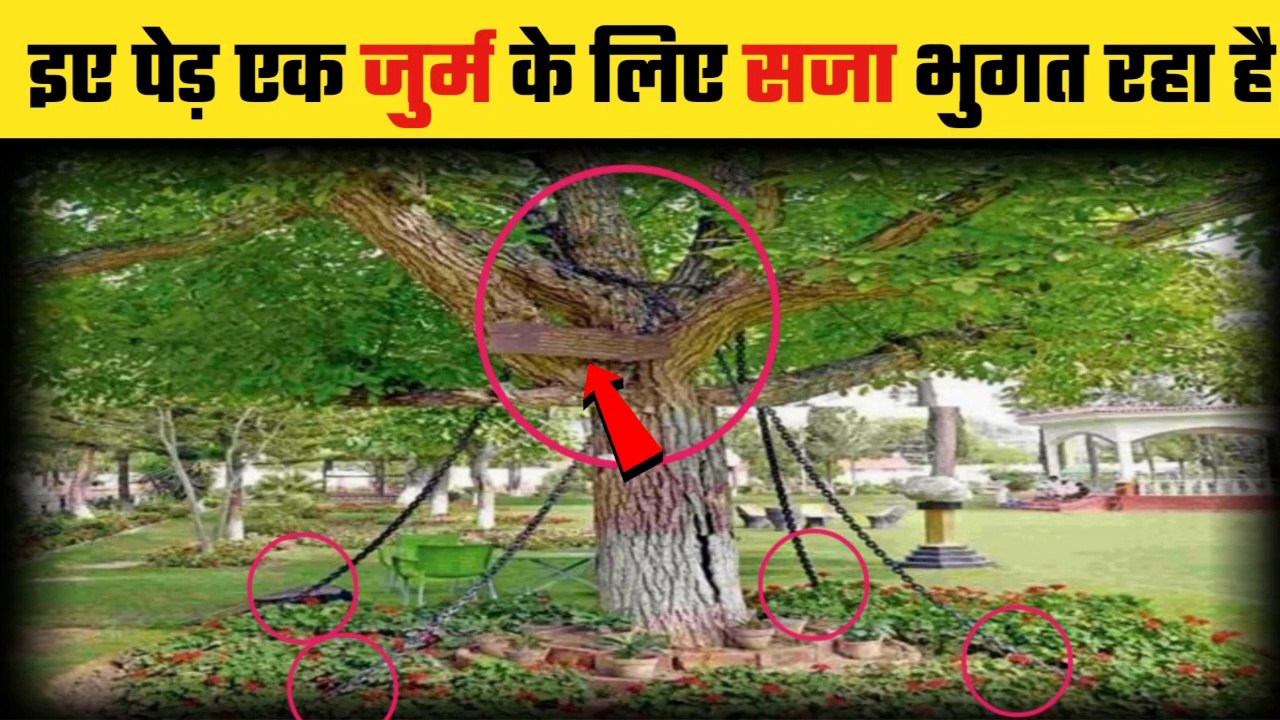 This Tree Is Facing Punishment For A Crime In Pakistan | Arrested Tree In Pakistan | Facts In Hindi | weird facts |