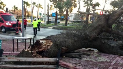 Dev çınar rüzgara dayanamadı