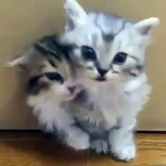 Come come out kittens