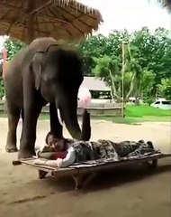 فيديو سريع الانتشار: فيل يدلك امرأة ويتسبب في السخرية 