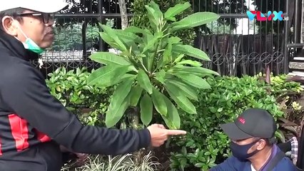 Pura-pura, Pengemis Ini Bikin Anggota DPR Naik Darah