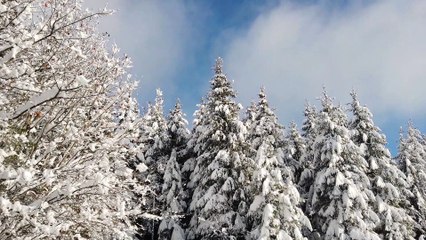 Escapade enneigée dans les " Vosges alasciennes"