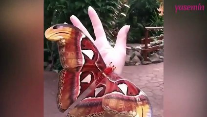 30 santimetre kanatları olan Kelebek ağızları açık bıraktırdı!