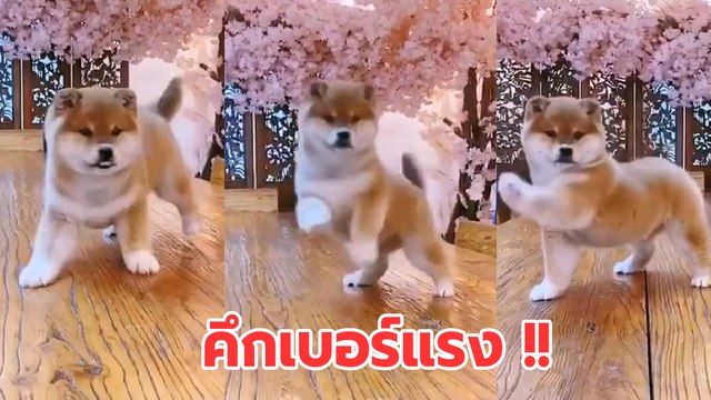 เอ็นดูน้องงง... ลืมตัวนึกว่าเป็นสิงโตหรือยังไง แค่ได้ยินเสียงก็คึกเลย