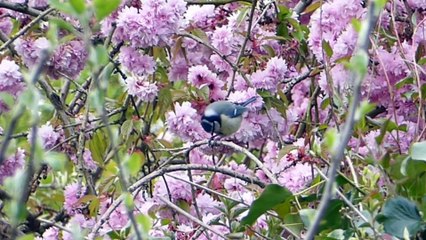 Natureza » Ibiza Sant Mateu floresta bi