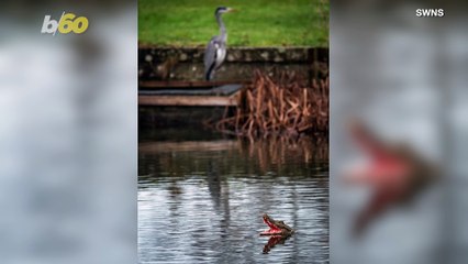 “It’s Only a Model”! Fake Tiny Alligator Mysteriously Appears in a Small UK Pond!