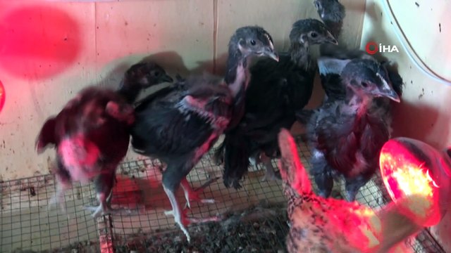 - Kentin simgesi Denizli Horozları yüksek hijyenle korunuyor