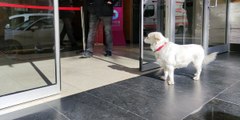 Sahibi tedavi gören köpek, 5 gündür hastane kapısında bekliyor