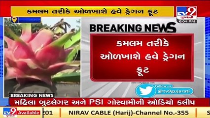 Gujarat CM Vijay Rupani renames 'Dragon Fruit' as _Kamalam_ _ TV9gujaratinews