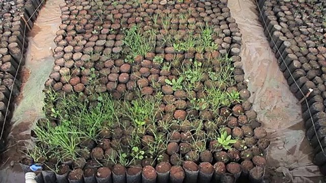 مليون شجرة على أرض كردستان العراق لمواجهة التغير المناخي