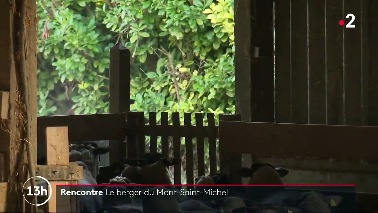 Manche : à la rencontre du berger du Mont-Saint-Michel