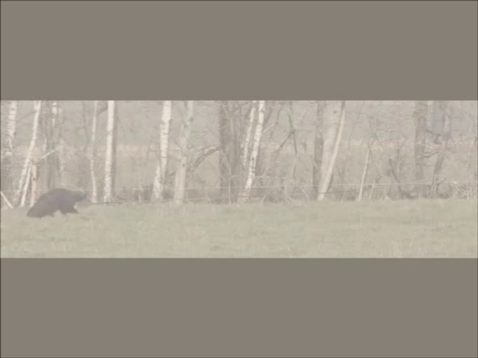 2016 Pistage : Championnat de France Etsabé a l'épreuve au trait