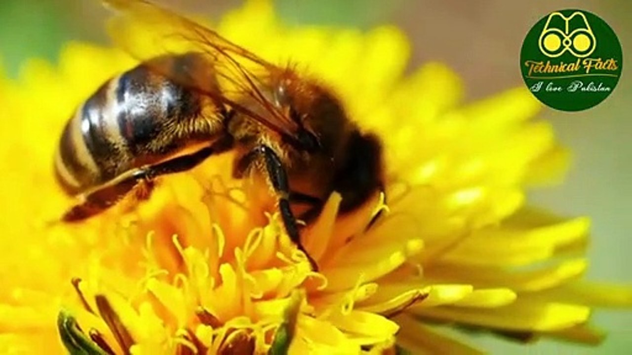 Top 17 facts about human brain | Human body |facts about human brain power