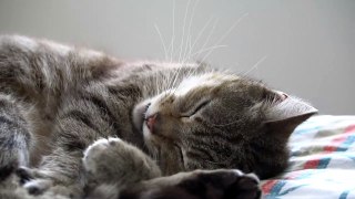 Pourquoi mon chat dort avec moi ? – 5 raisons que vous allez adorer !
