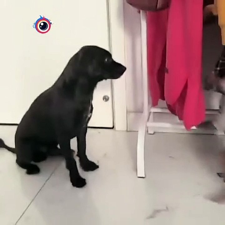 Dog vs Monkey