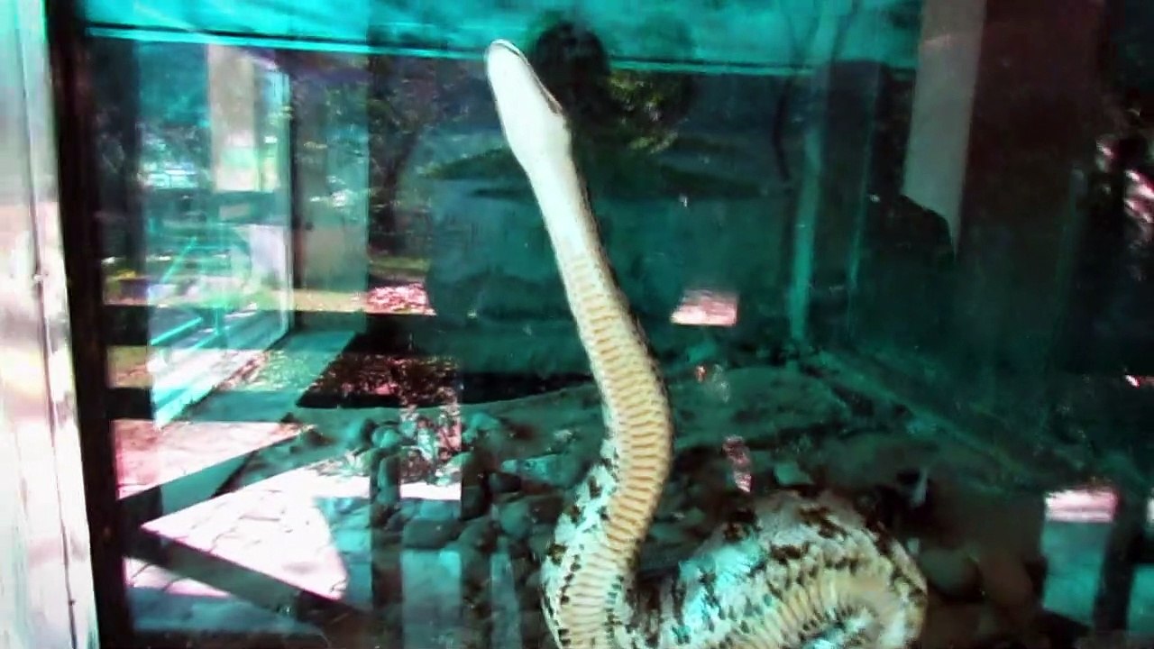 भागने की कोशिश करता अजगर सांप | Giant Indian Python Trying To Escape From Cage | Python lucknow Zoo