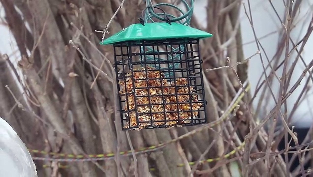 random bird video