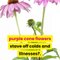 The Health Benefits of Echinacea |Drink Echinacea Tea |5 Benefits of Echinacea - From the Cold to Cancer.