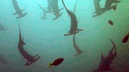 Ce plongeur nage avec des dizaines de requins marteau en Australie... magnifique