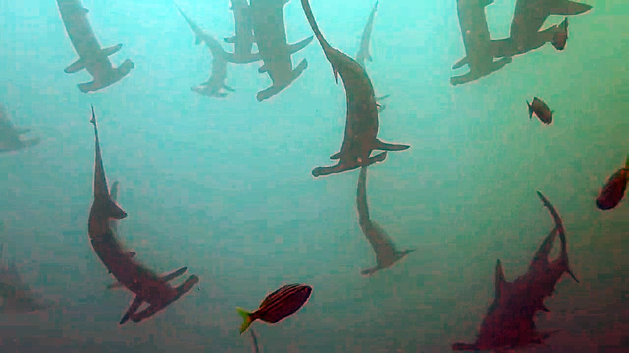 Ce plongeur nage avec des dizaines de requins marteau en Australie... magnifique