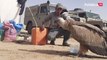 Un buitre anillado por SEO BirdLife España acaba cuidado en el Sáhara