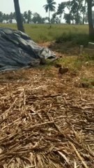 Best surprise visit of snake spotted at Farm field