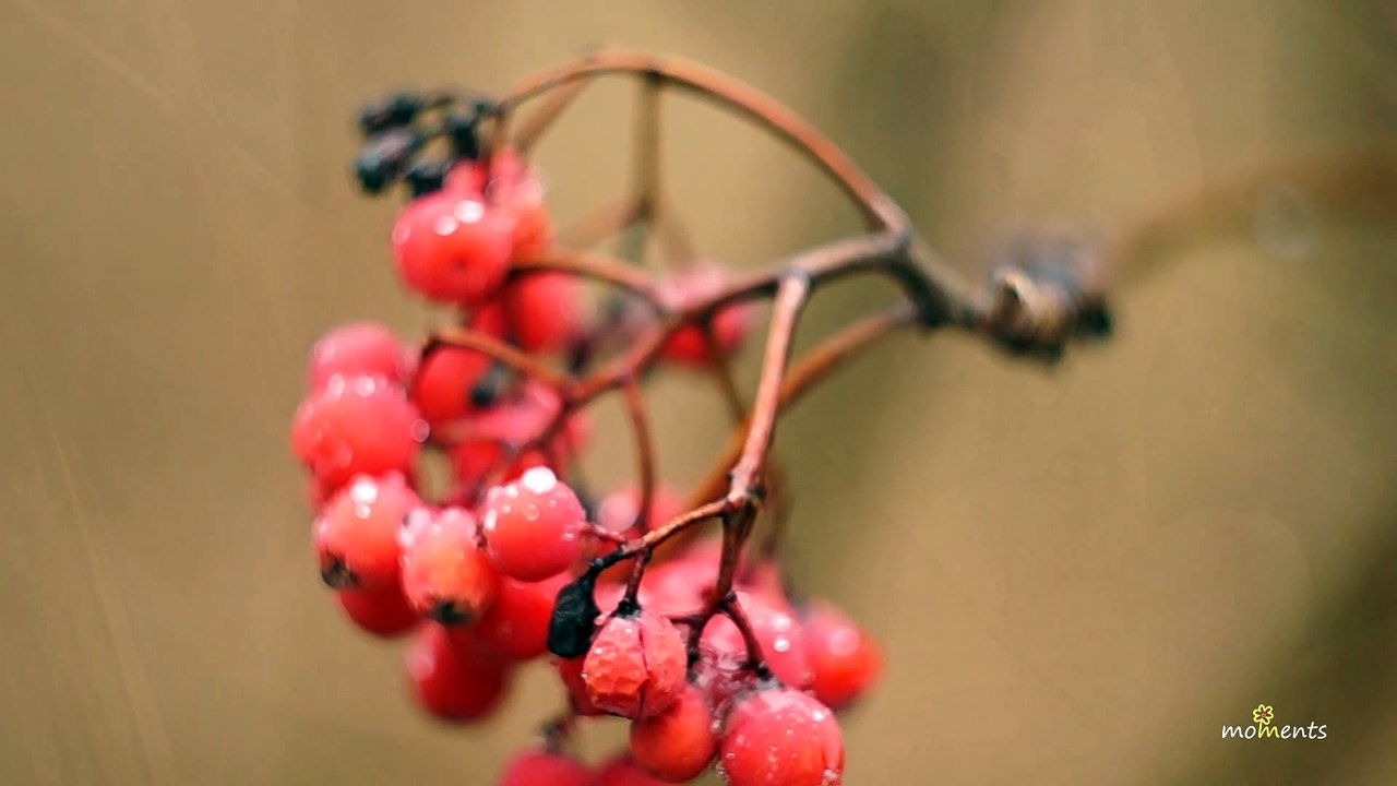 Late Autumn | nature & relaxation music | A. Gandhi