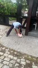 Loving Doggo Wanting Attention Surprises Man