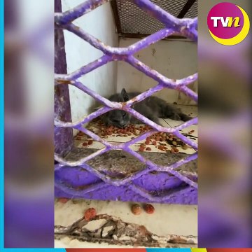 Arturo Islas denuncia malos tratos a los animales en Nuevo León