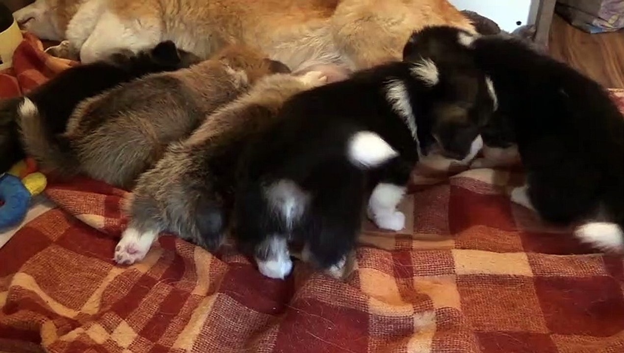Caring for Newborn Puppies