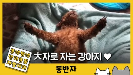 [동반자] 大자로 뻗어늘어자는 강아지 '발목이' / YTN