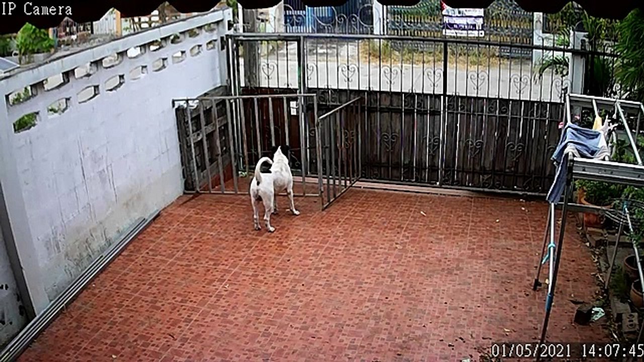 Rambunctious Doggies Plan Their Escape