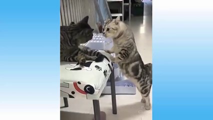 Cute Pets And Funny Animals Compilation _cute and funny  cat.
