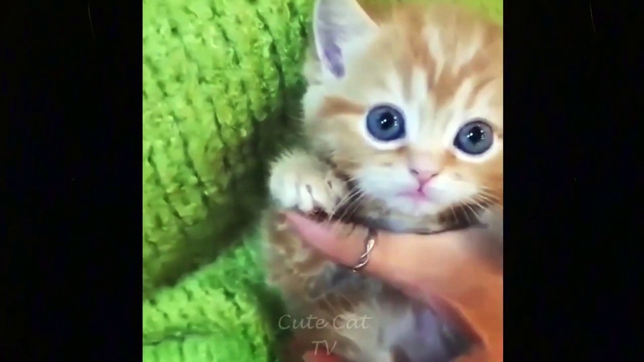 Funny  Cute Baby Cat Kittens