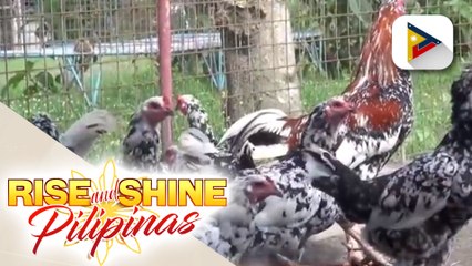 Pilipinas, bird-flu free na ayon sa Department of Agriculture
