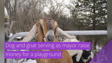 Dog and goat serving as mayor raise money for a playground, and other top stories in strange news from January 20, 2021.