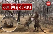 जब सैलानियों के सामने अचानक भिड़े दो बाघ, रोंगटे खड़े कर देगा Video
