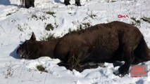 Atları ölüme terk ettiler | Video