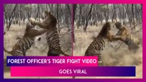 Video Of Two Tigers Fighting Shared By A Forest Officer Goes Viral, He Says, ‘Clash Of Titans. Only From India’