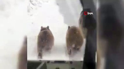 Kış uykusundan uyanan ayı ve yavruları şaşırttı