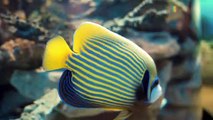 Relaxing Music with Small Fish - Piano Music, Positive Music, Study Music