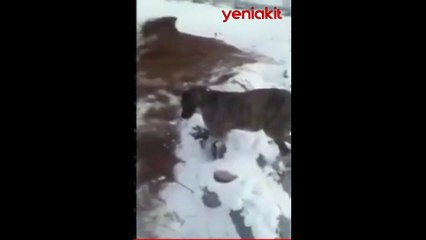 Isınmak isteyen fare köpeğin boynunda dondu kaldı! Görüntüler sosyal medyada viral oldu