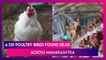 Bird Flu Toll In Maharashtra: 4,351 Poultry Birds Found Dead Across The State, Highest Number Since January 8