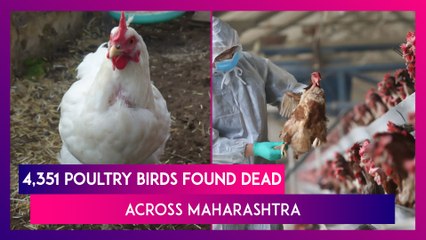 Bird Flu Toll In Maharashtra: 4,351 Poultry Birds Found Dead Across The State, Highest Number Since January 8