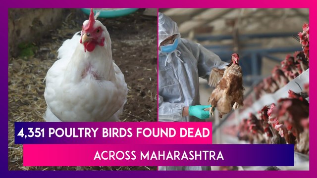 Bird Flu Toll In Maharashtra: 4,351 Poultry Birds Found Dead Across The State, Highest Number Since January 8