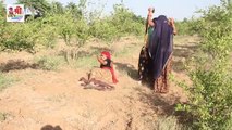 मां बेटी की खेत में नींबू चोरी - घाघरा री झोली भरी : फिर हुई जबरदस्त धुलाई | New Marwadi COMEDY 2021 | Rajasthani Comedy Video | Desi Video