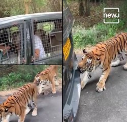Bengal Tiger Pulls Safari Vehicle In Bannerghatta National Park
